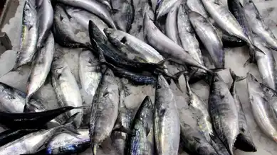 50 Bin Ton Palamut Avlandı!