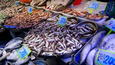 Karadeniz'de Hamsi ve Palamut Azaldı!  Su Sıcaklığı Etkili mi?