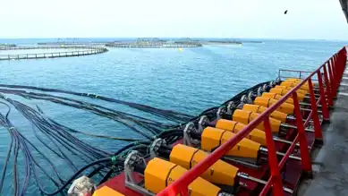 Doğu Karadeniz'den 8,6 Milyon Dolarlık Somon İhracatı
