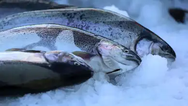 Doğu Karadeniz'den Rekor Su Ürünleri İhracatı