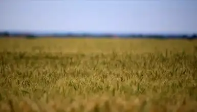 Tarım Girdi Maliyetleri Patladı!