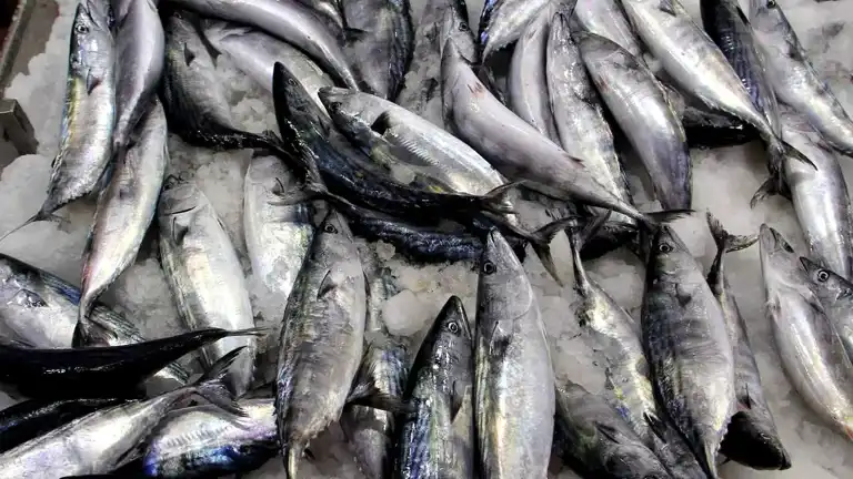 50 Bin Ton Palamut Avlandı!