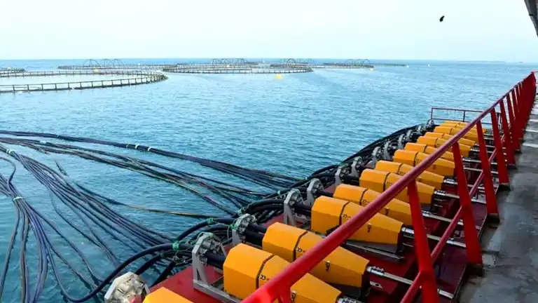 Doğu Karadeniz'den 8,6 Milyon Dolarlık Somon İhracatı Doğu Karadeniz'den 8,6 Milyon Dolarlık Somon İhracatı